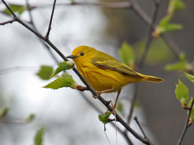 IMG_1943 Yellow Warbler.jpg