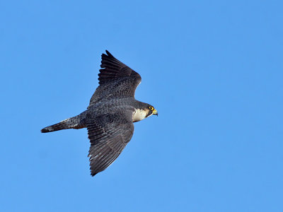 IMG_0437 Peregrine Falcon female.jpg