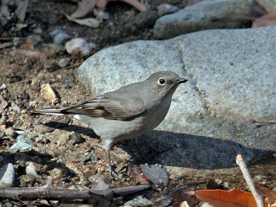 IMG_0357 Townsend's Solitaire.jpg