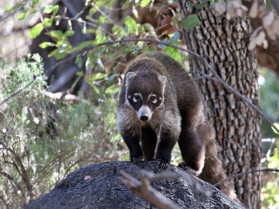 IMG_0714 Coati.jpg