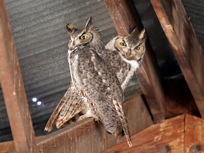 IMG_2108 Great Horned Owls.jpg