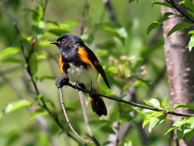 IMG_3844 American Redstart.jpg