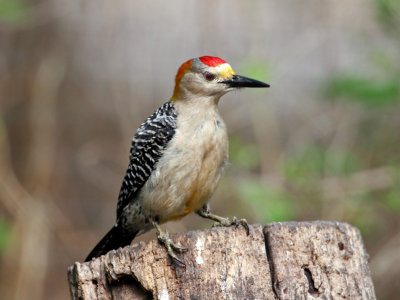 IMG_0728 Golden-fronted Woodpecker - male.jpg
