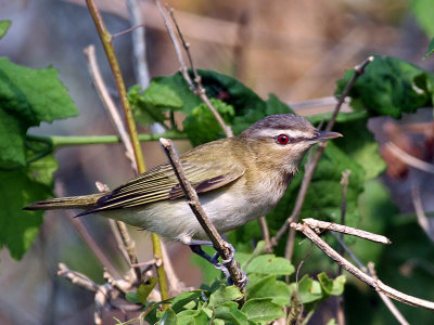 IMG_2903 Red-eyed Vireo.jpg