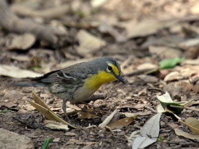 IMG_9991 Grace's Warbler.jpg