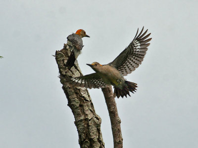 IMG_1171 Golden-fronted Woodpecker.jpg