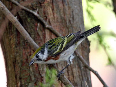 IMG_0333 Chestnut-sided Warbler.jpg