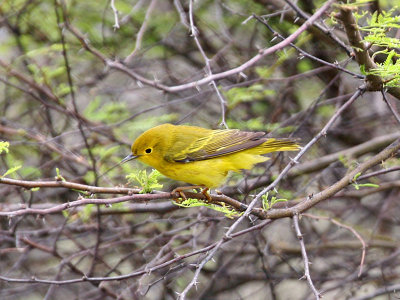 IMG_1811 Yellow Warbler.jpg