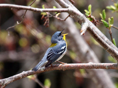 IMG_3235 Northern Parula.jpg