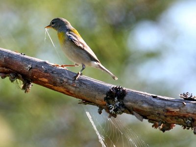 IMG_3544 Northern Parula.jpg