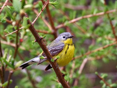 IMG_3459 Magnolia Warbler.jpg