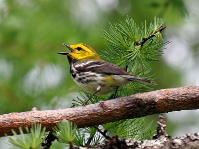 IMG_4803 Black-throated Green Warbler.jpg