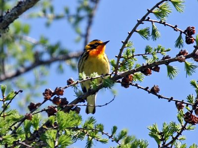 IMG_3949 Blackburnian Warbler.jpg