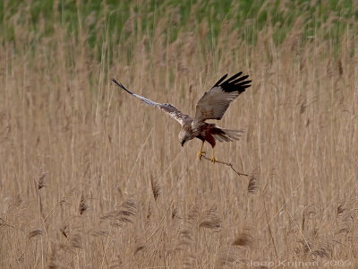 Bruine kiekendief/Marsh harrier