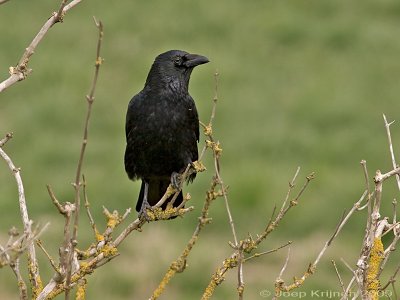 Zwarte kraai/Carrion crow
