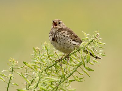 Graspieper/Meadow pipit