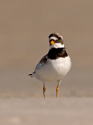 Bontbekplevier/Ringed plover