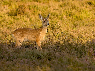 Ree/Roe deer