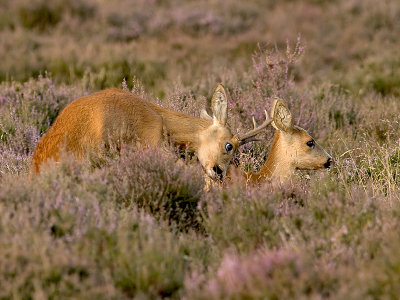 Ree/Roe deer