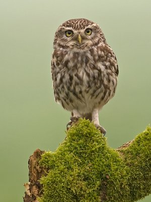 Steenuil/Little owl