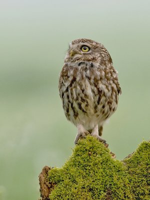 Steenuil/Little owl