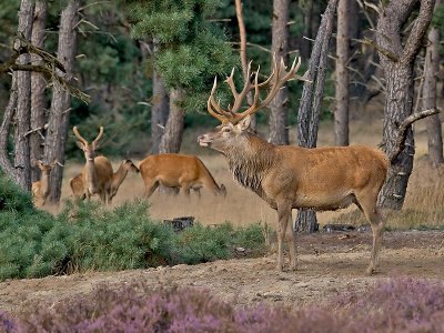 Edelhert/Red deer