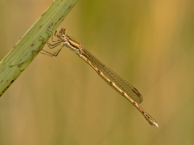 Bruine winterjuffer/Sympecma fusca ♀