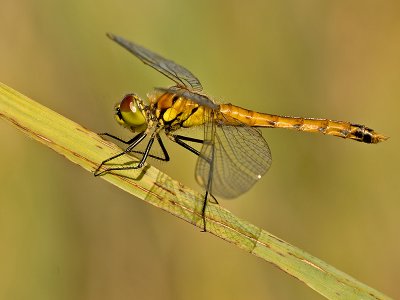 Kempense heidelibel/Sympetrum depressiusculum ♂