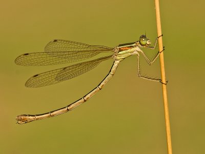 Zwervende pantserjuffer/Lestus barbarus ♀