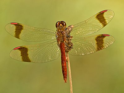 Bandheidelibel/Sympetrum pedemontanum ♂