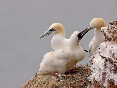 Jan van gent/Northern Gannet