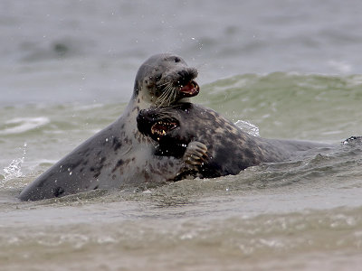 Grijze zeehond/Seal