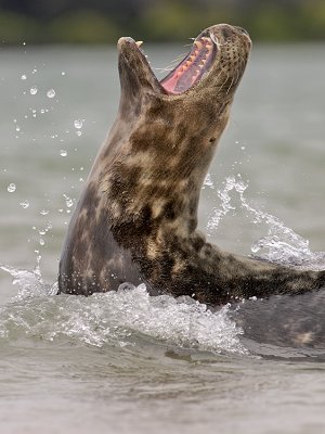 Grijze zeehond/Seal