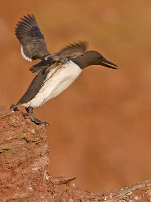 Zeekoet/Common Guillemot