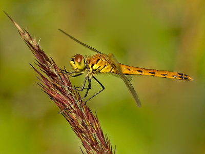 Kempense heidelibel/Sympetrum depressiusculum ♀
