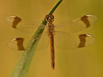 Bandheidelibel/Sympetrum pedemontanum ♀