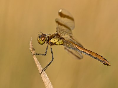 Bandheidelibel/Sympetrum pedemontanum ♀