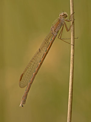 Noordse winterjuffer/Sympecma paedisca ♀