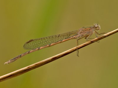 Noordse winterjuffer/Sympecma paedisca ♂