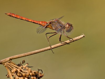 Steenrode heidelibel/Sympetrum vulgatum ♂