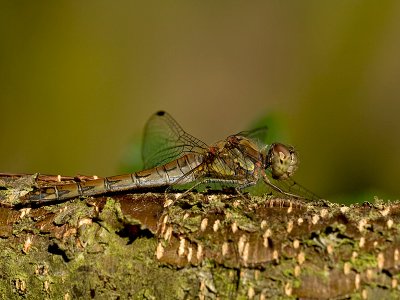 Bruinrode heidelibel/Sympetrum striolatum ♀