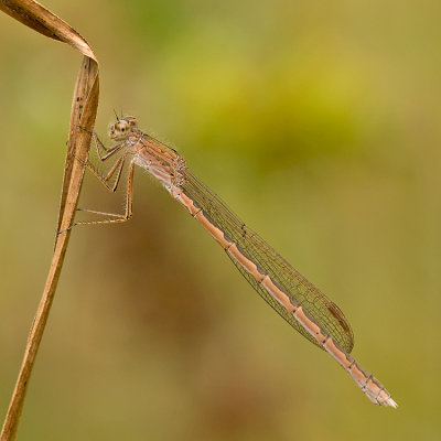 Noordse winterjuffer/Sympecma paedisca ♀