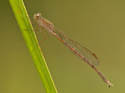 Noordse winterjuffer/Sympecma paedisca ♂