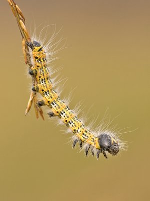 Wapendrager/Phalera bucephala