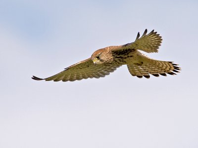 Torenvalk/Kestrel