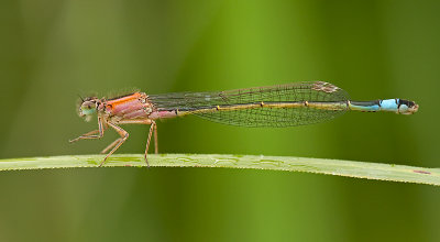 Lantaarntje/Ischnura elegans ♀