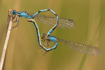 Watersnuffel/Ennalagma cyathigerum ♂ ♀