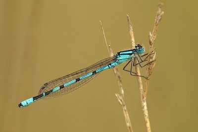 Watersnuffel/Ennalagma cyathigerum ♂