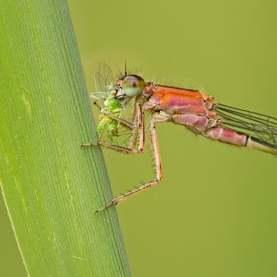 Lantaarntje/Ischnura elegans ♀