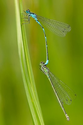 Variabele waterjuffer/Coenagrion pulchellum ♂♀